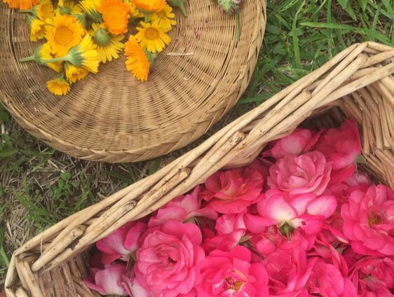 Baskets of Calendula and Rose